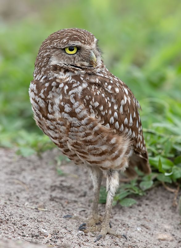 кроличий сыч, florida, burrowing owl, owl, флорида,сыч Burrowing Owl- Кроличий сычphoto preview