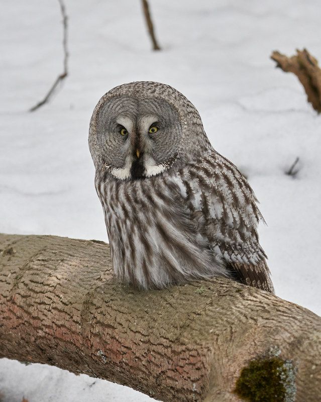 Бородатая неясыть (СПб, март 2022)photo preview