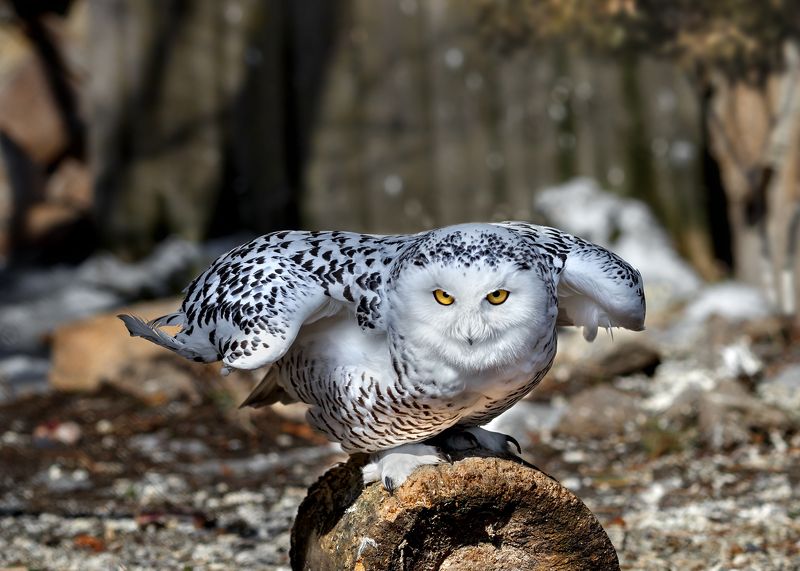 полярная сова Полярная соваphoto preview