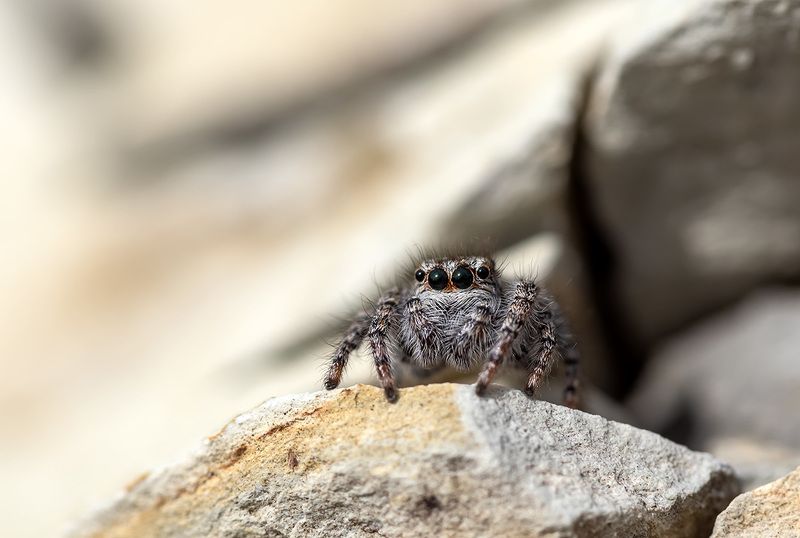 Обитатель гор...photo preview