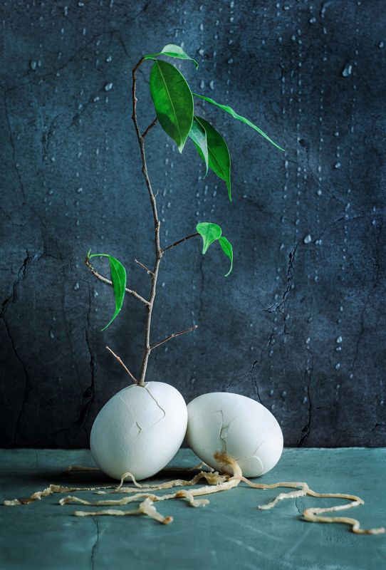 #яйца #прорастание #размышления #фикус Прорастаниеphoto preview
