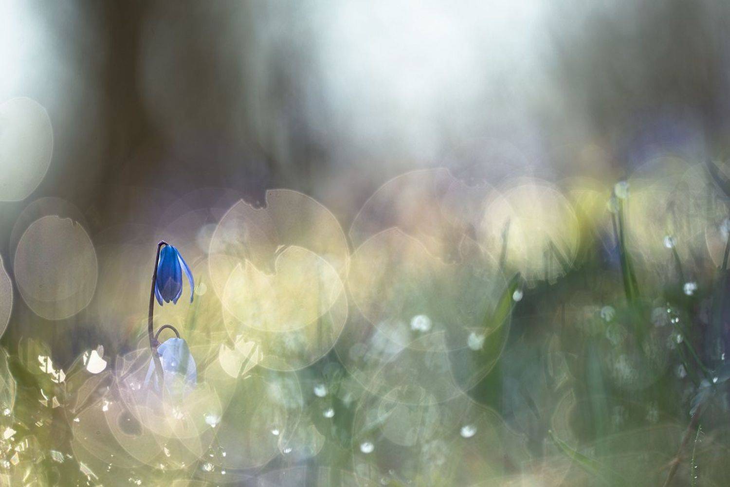 Когда зима умчалась.... Автор: Мещеряков Геннадий пролески, весна, апрель, цвет, свет, позитив, воронеж, геннадий мещеряков, Мещеряков Геннадий