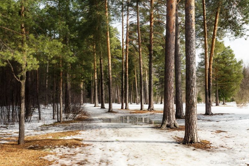 лес, зимний лес, зимний пейзаж, черняевский лес, пермь, балатовский лес, весна, лужи, весенний пейзаж Весеннее половодьеphoto preview