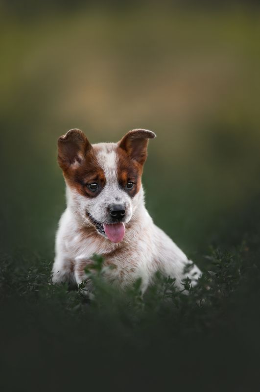 АР Кобраphoto preview