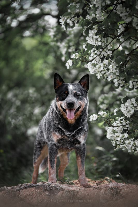 Австралийский хилерphoto preview