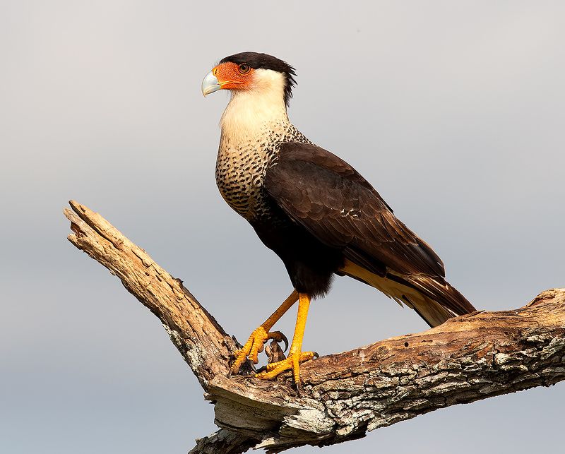 каракара, crested caracara, caracara, tx, texas, хищные птицы Обыкновенная Каракара - Crested Caracaraphoto preview