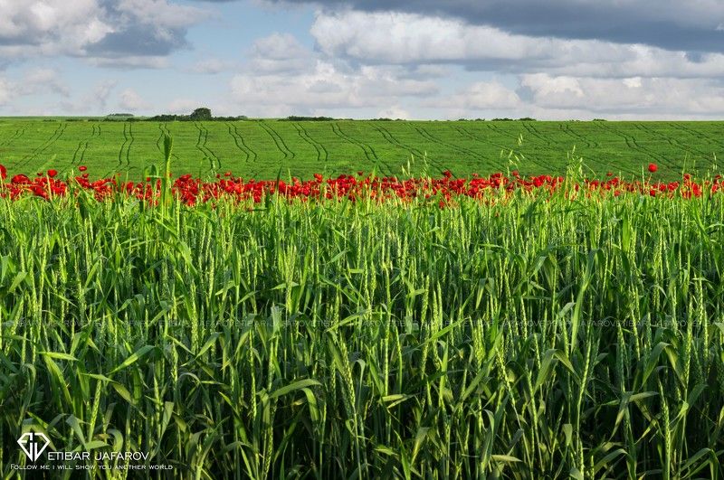 ISMAYILLIphoto preview