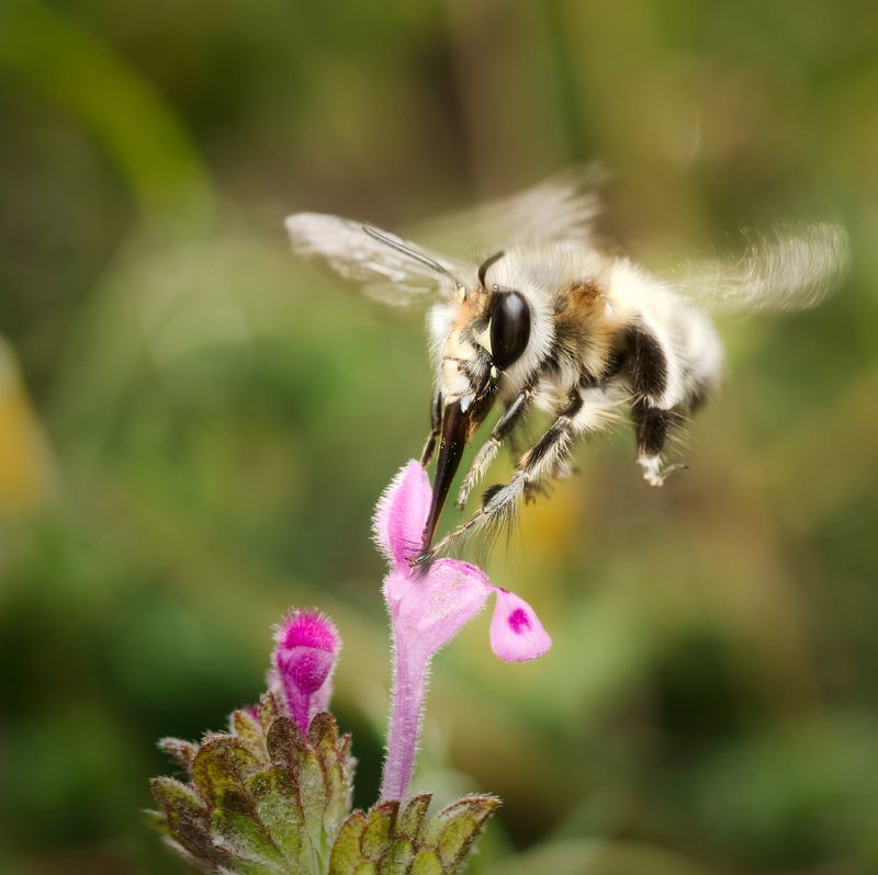 insect macro nature wildlife bee action in flight Dancing beephoto preview