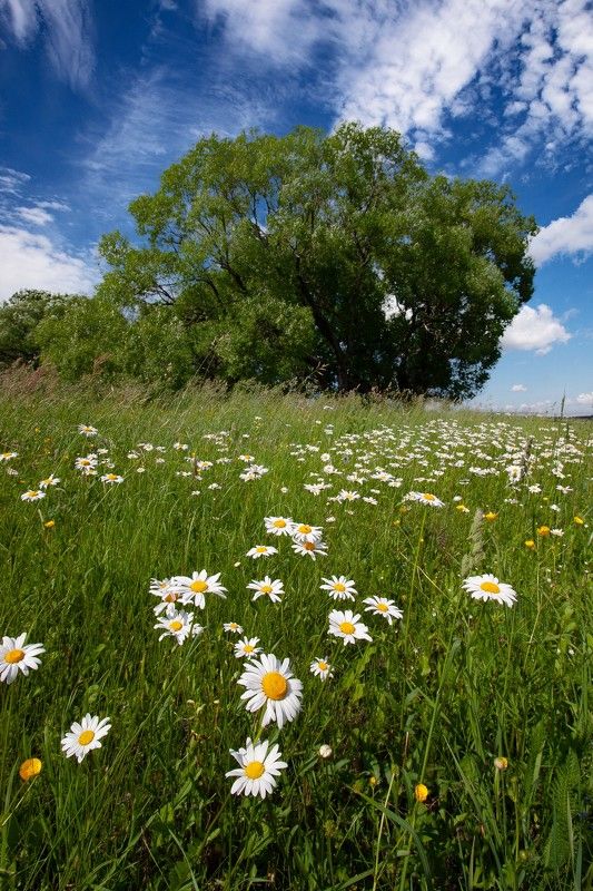 Ромашки на лугу фото превью