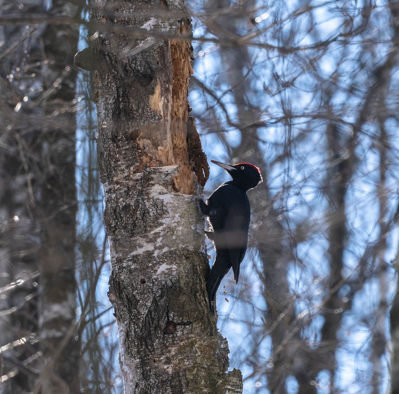 дятел, черный дятел, желна, большой дятел photo preview