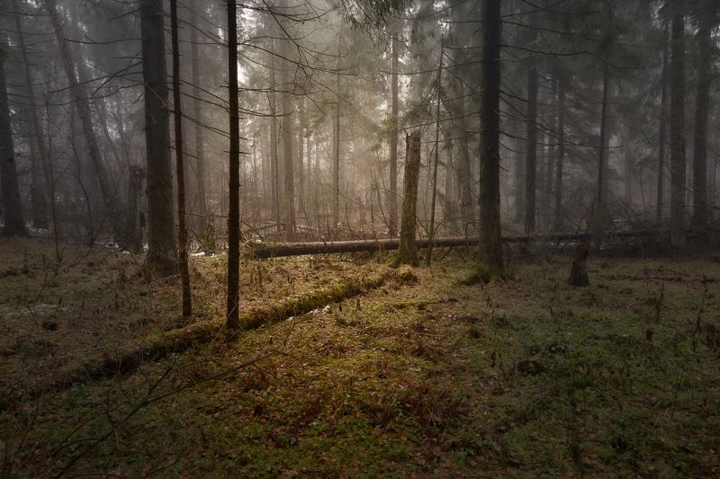 Осенний лес фото превью