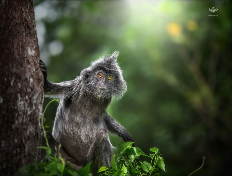 Малайзия, Борнео, фототур Абориген диких джунглей...photo preview