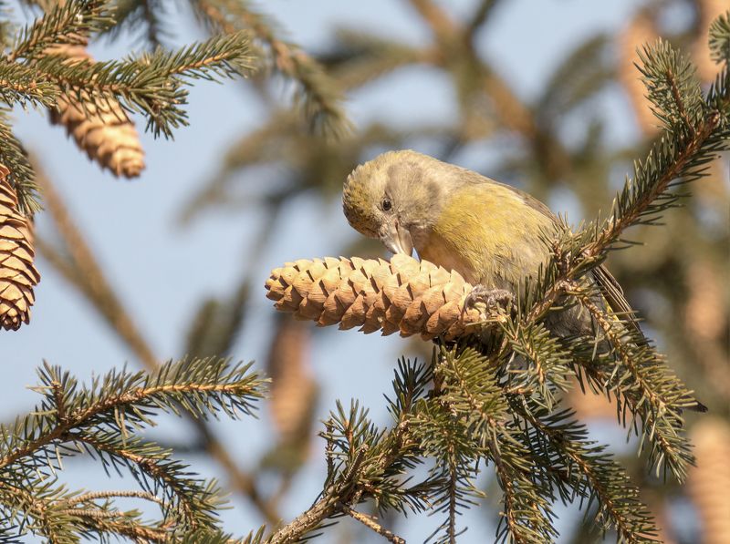 птица, клёст, самка, зима, ель, шишка, клёст (самка)photo preview
