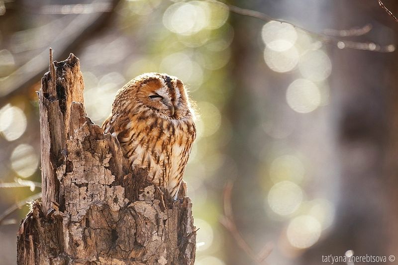 Серая неясытьphoto preview