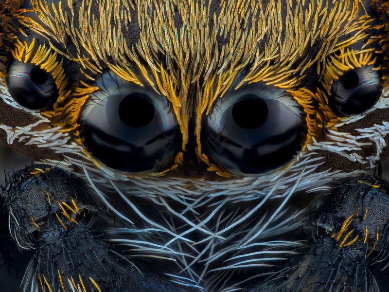 irass, waledzik, nat geo, olympus, close up, macro, extreme macro, макро oOOo.photo preview