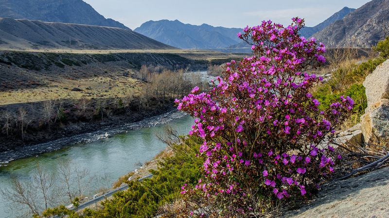 Пейзаж,горы, река,маральник  Сибирская \