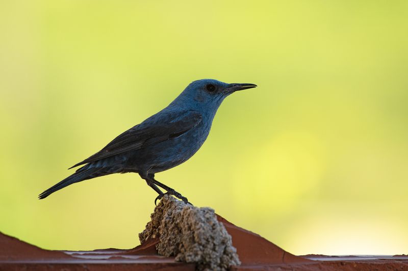 Monticola solitarius photo preview