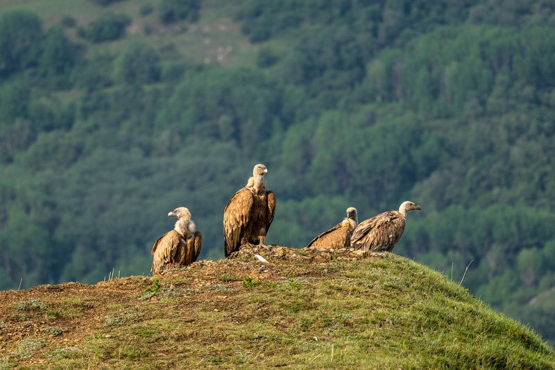 гриф, сип, стервятник Дозорныеphoto preview