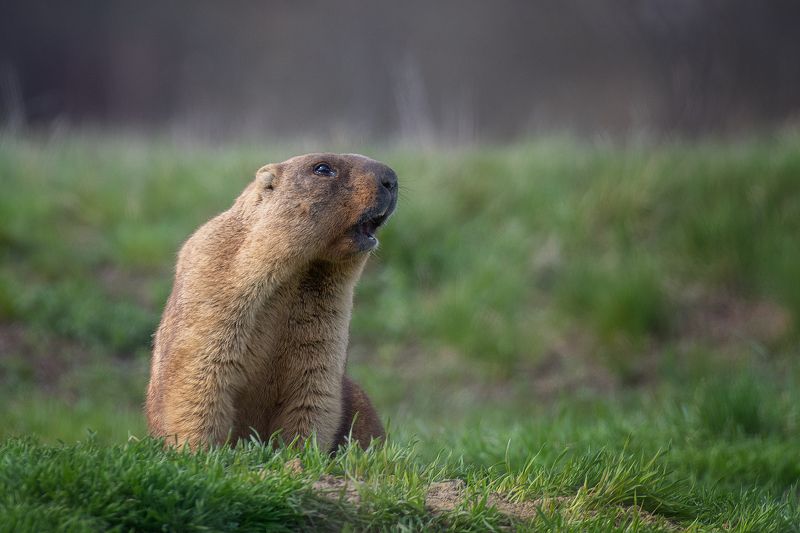 Сурокphoto preview