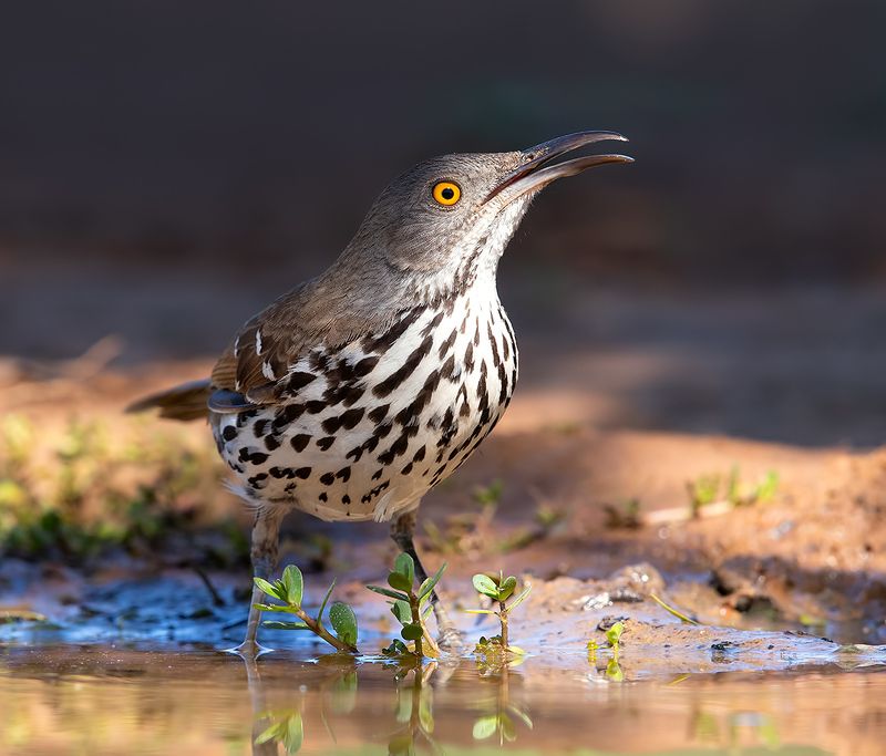long-billed trasher, пересмешник, tx, trasher, техас Long-billed Trasher - Рыжий кривоклювый пересмешникphoto preview
