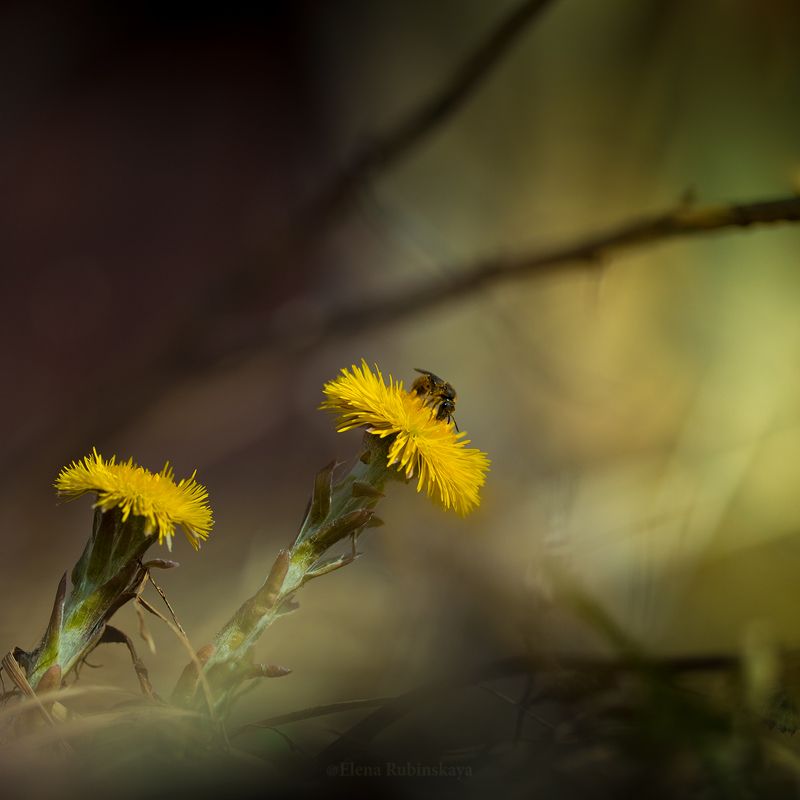 цветы, макро, мать и мачеха, природа , весна Первенцы весныphoto preview