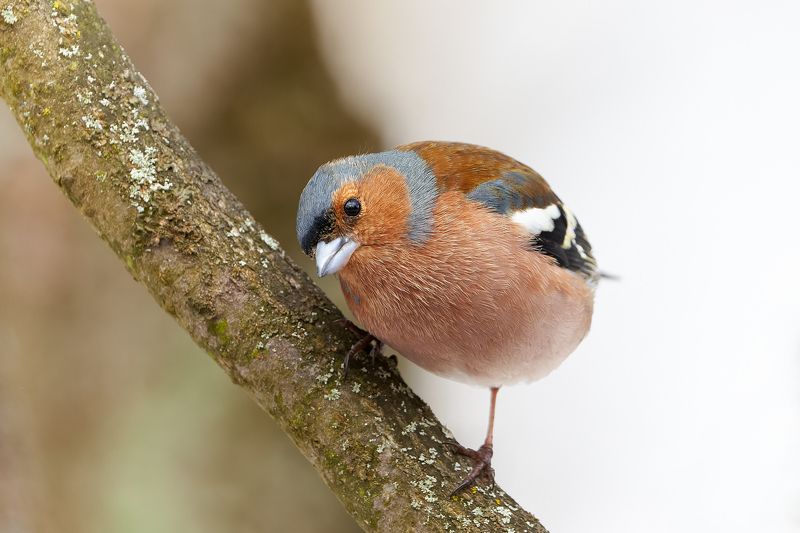 птицы, зяблик Зябликphoto preview