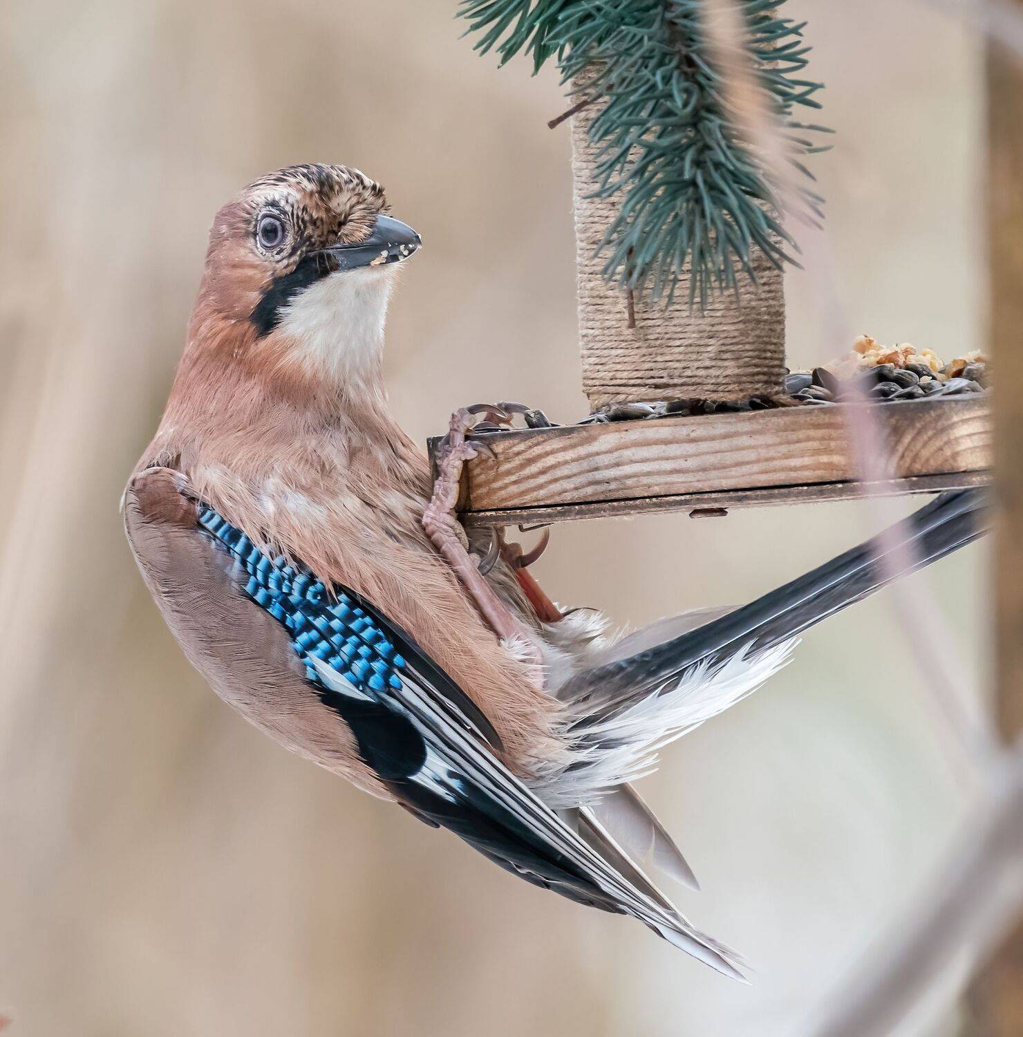 , Константин Дэм