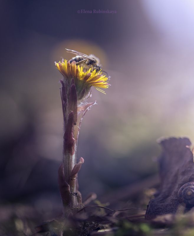 Апрельphoto preview