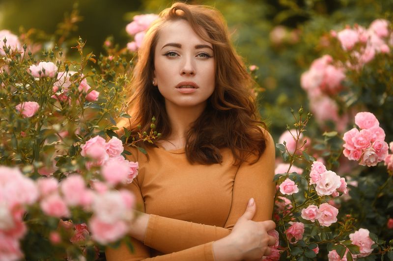 a rose in roses photo preview