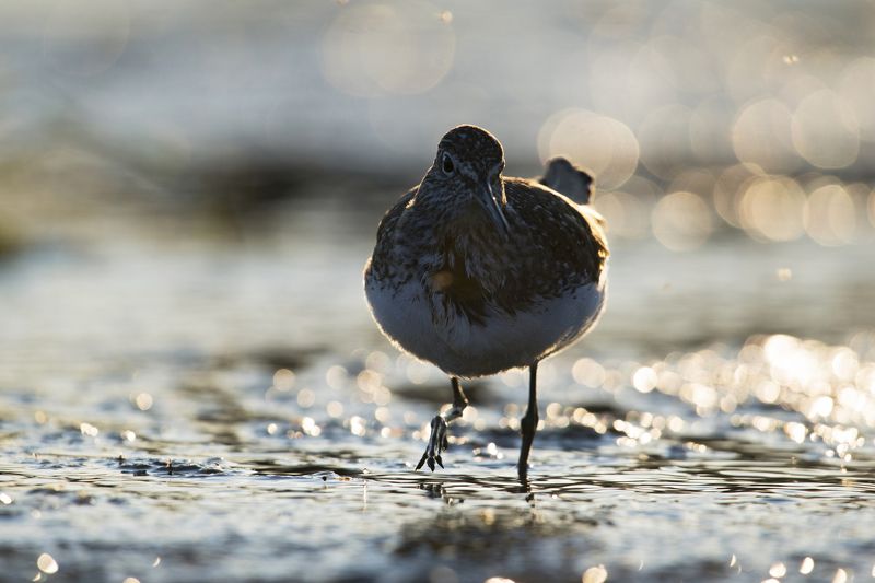 Tringa ochropusphoto preview