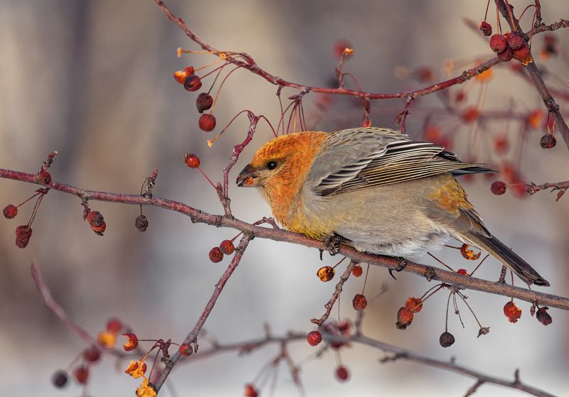 птица, щур, зима, дичка, щур..photo preview