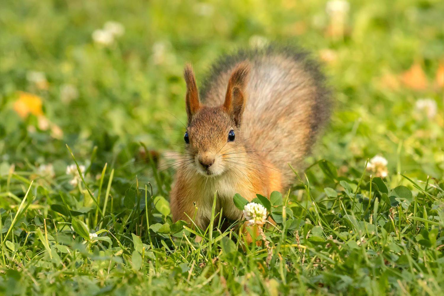 Белка на полянке. Автор: Глебов Сергей белка, Глебов Сергей