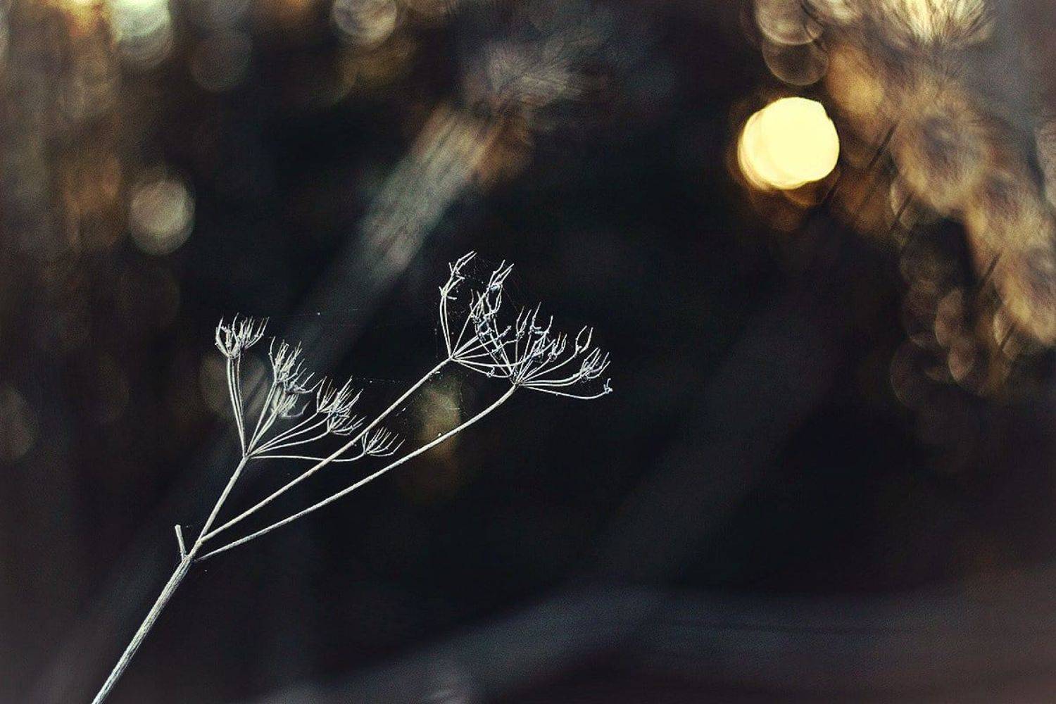 Hands. Автор: Elein nature, evening, morning, sunset, nikon, macro, Elein