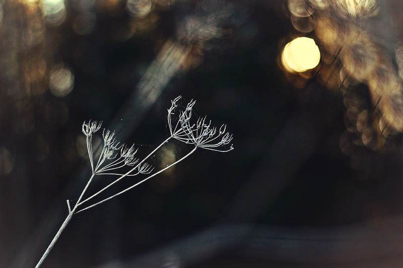 nature, evening, morning, sunset, nikon, macro Handsphoto preview