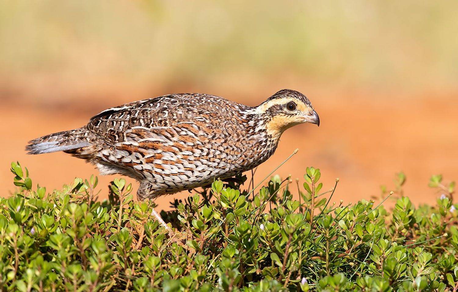 Northern Bobwhite Female - Виргинская американская куропатка. Автор: Etkind Elizabeth northern bobwhite, виргинская американская куропатка, американская куропатка,техас, Etkind Elizabeth