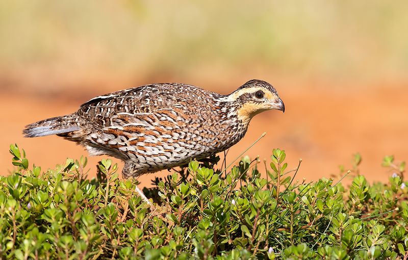 northern bobwhite, виргинская американская куропатка, американская куропатка,техас Northern Bobwhite Female - Виргинская американская куропаткаphoto preview