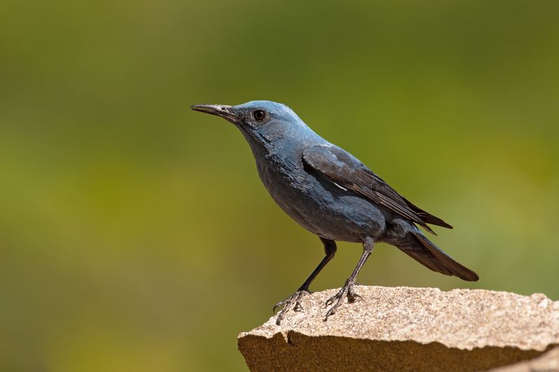 Monticola solitarius photo preview