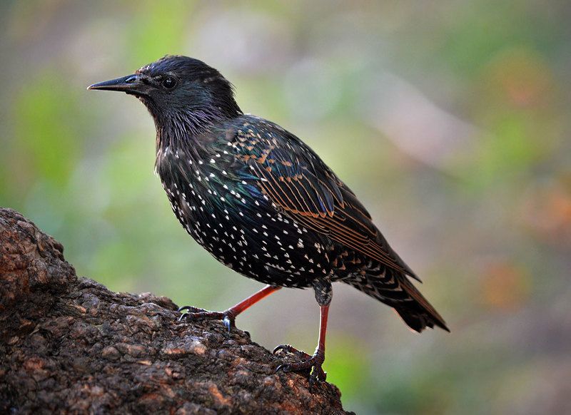 Наблюдая за скворцовым семействомphoto preview