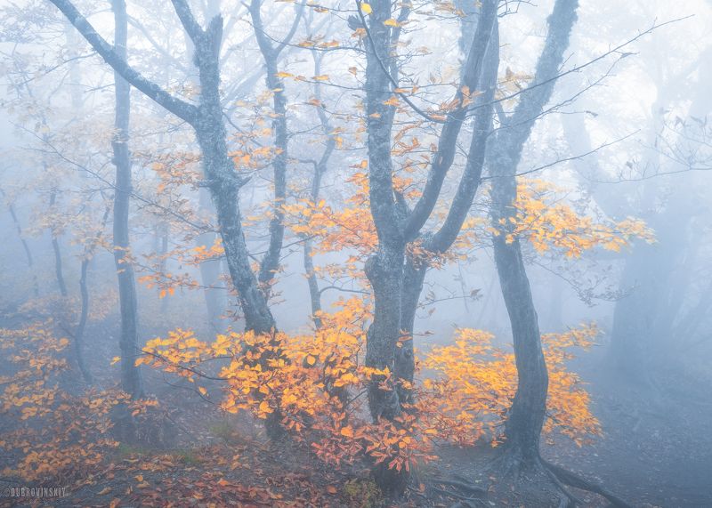 крым, южная демарджи, осень, туман, лес В туманеphoto preview