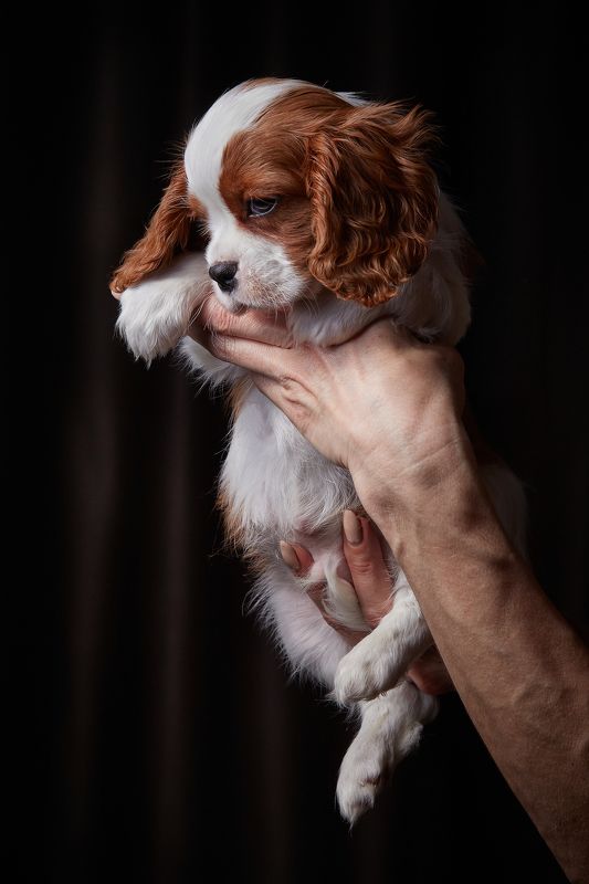 кавалер кинг чарльз спаниель, щенок, собака, pet, pets, puppy, собаки photo preview