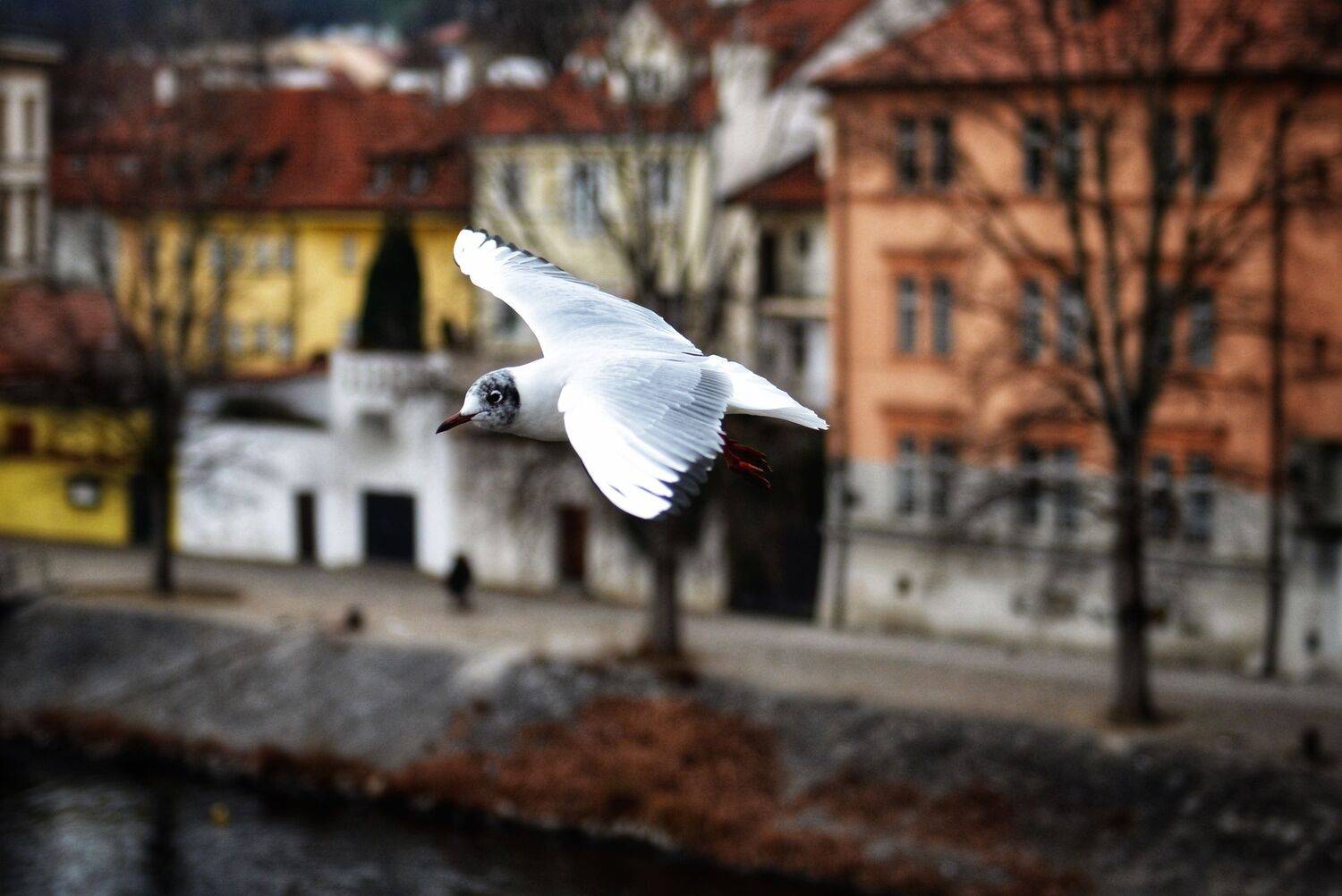 Пражская чайка. Автор: Александр Шандов Чайка, птица, Александр Шандов