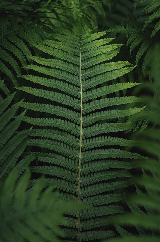 папоротник, природа, зеленый Папоротникиphoto preview