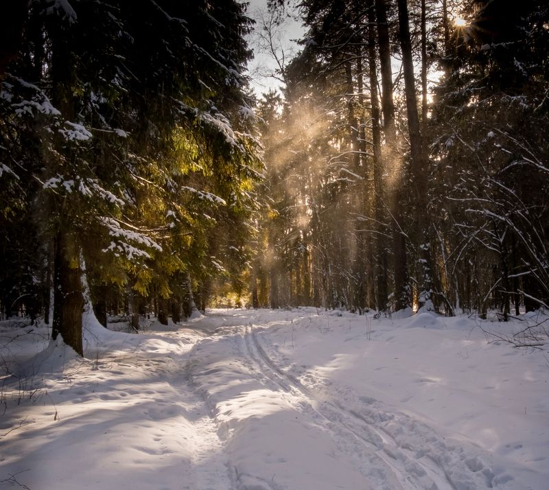 зима, лес, нд, мороз, солнце, снег, лосиный остров, подмосковная мозаика Мороз и солнце...photo preview