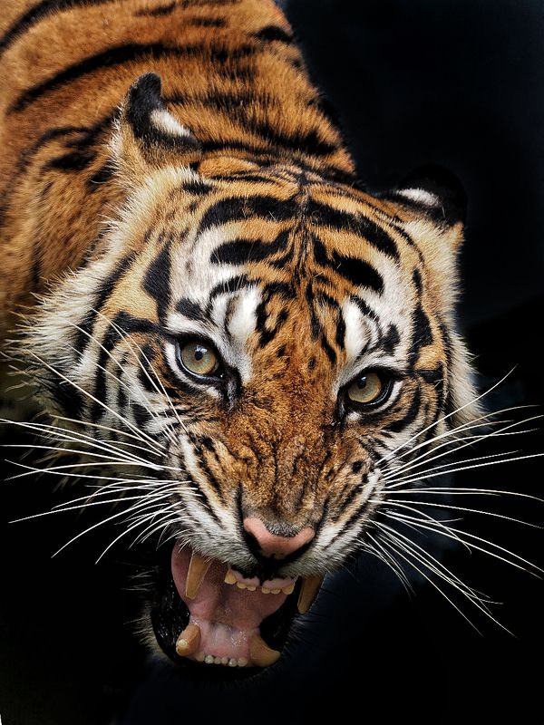 animal seriesphoto preview