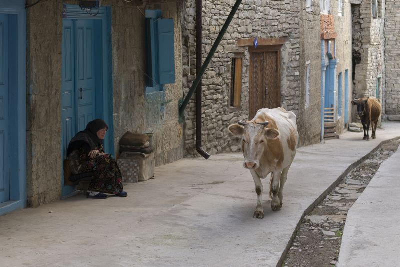 Дагестан, Корода, Гуниб, Кавказ, село, дорога, люди, горцы, корова, животные, звери, дом, отдых, дверь, стена, окно, путешествие, традиции Шествиеphoto preview