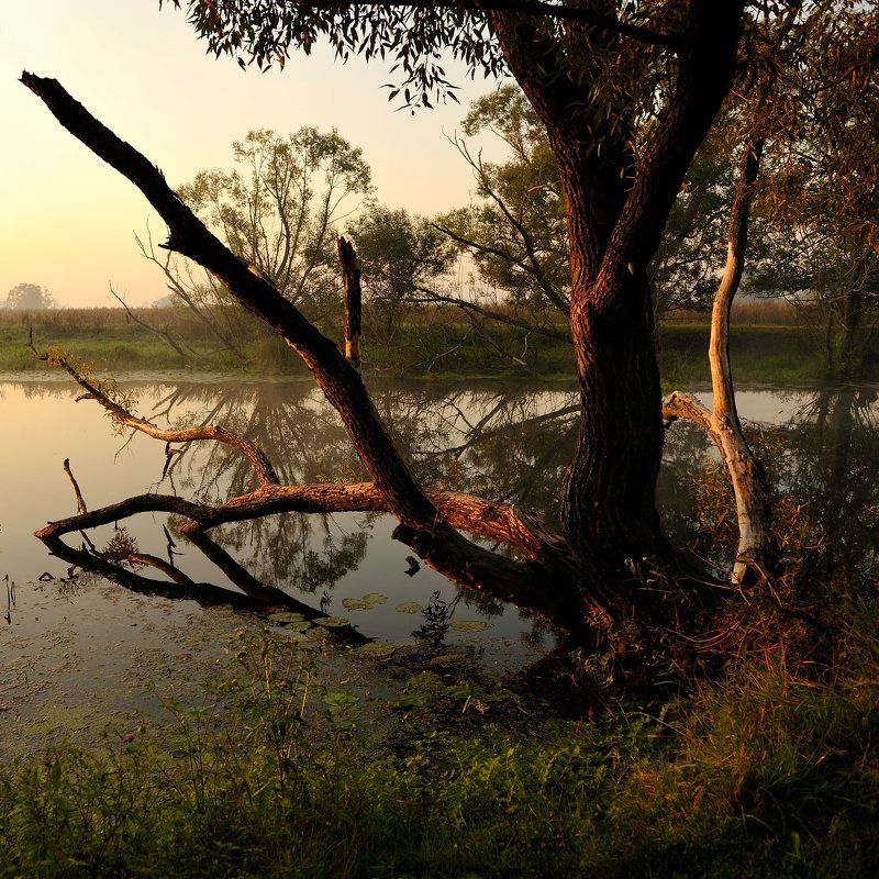 Портрет одинокой ракиты, анфас...photo preview