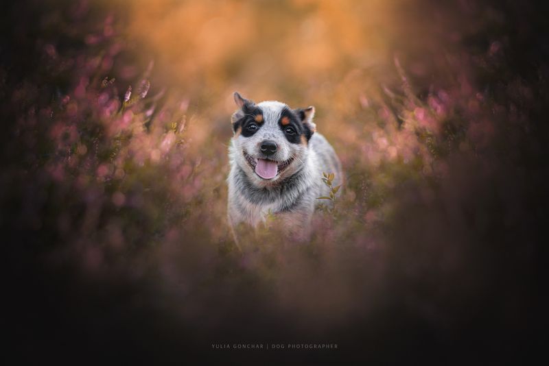 Шпикерphoto preview