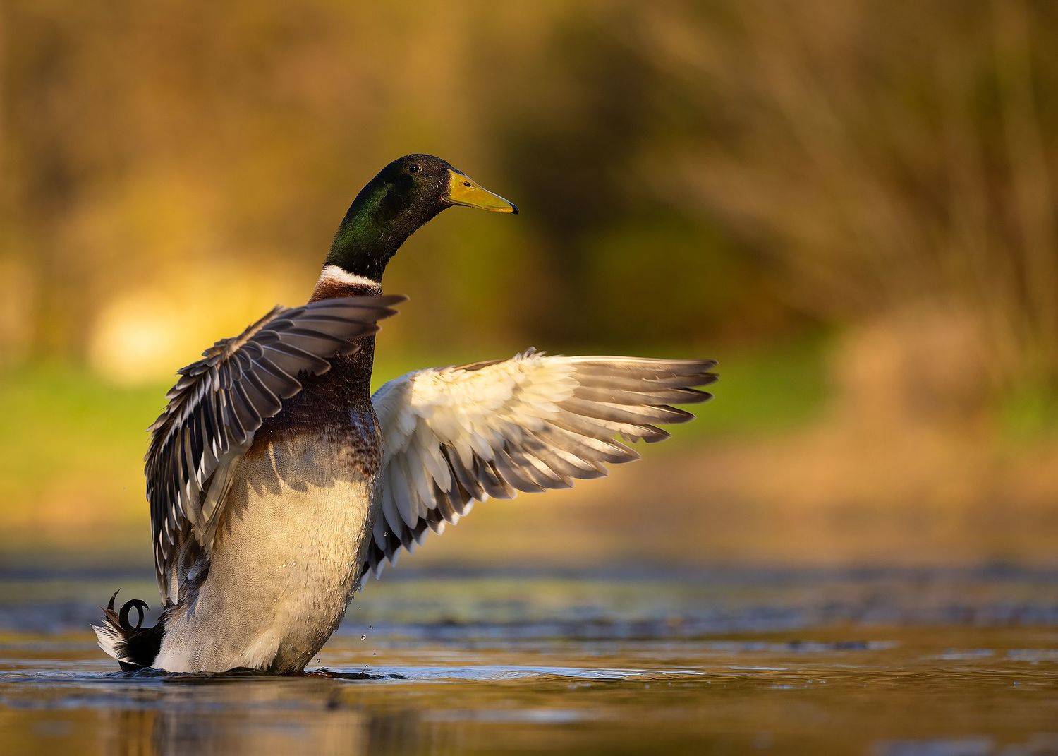 Duck. Автор: Robert Adamec , Robert Adamec