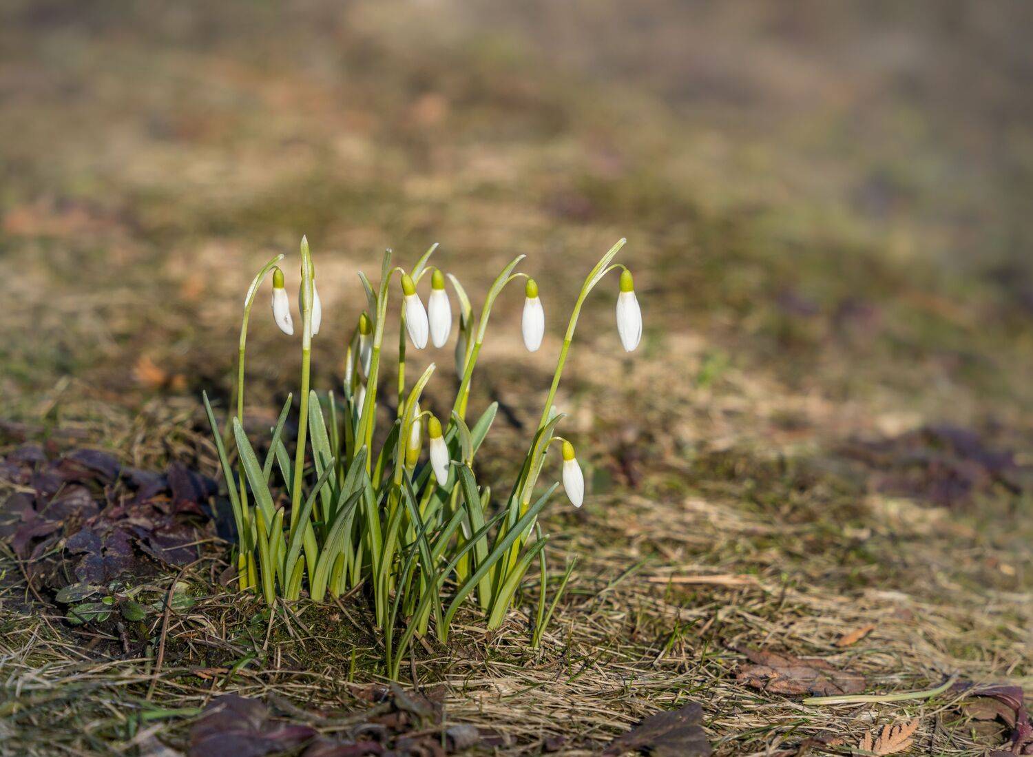 , Курлянцев Алексей