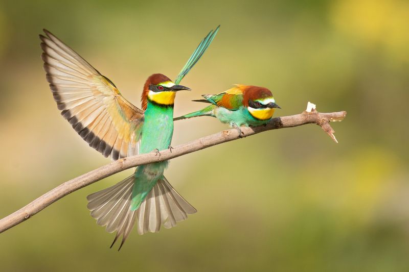 Merops apiasterphoto preview